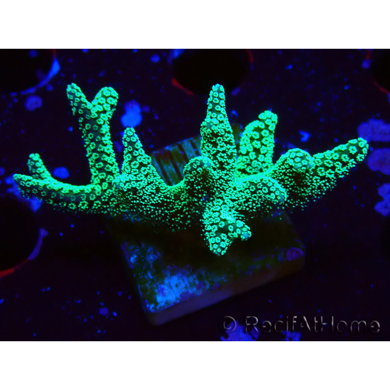 WYSIWYG Seriatopora caliendrum Electric Green