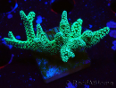 WYSIWYG Seriatopora caliendrum Electric Green