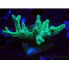 WYSIWYG Seriatopora caliendrum Electric Green