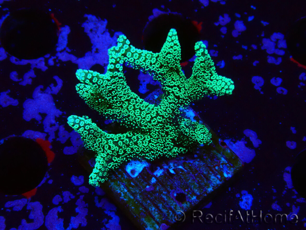 WYSIWYG Seriatopora caliendrum Electric Green
