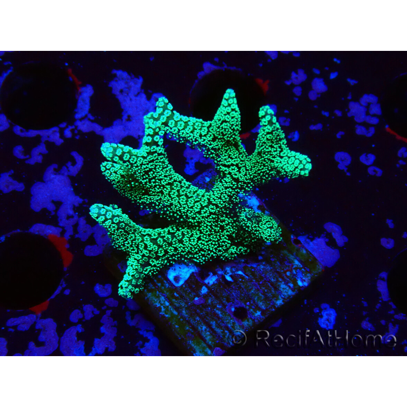 WYSIWYG Seriatopora caliendrum Electric Green