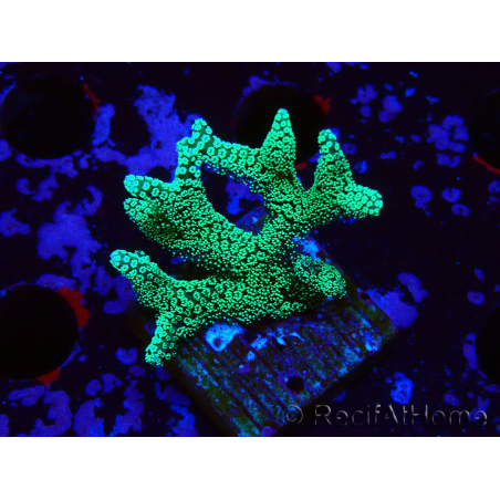 WYSIWYG Seriatopora caliendrum Electric Green