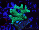 WYSIWYG Seriatopora caliendrum Electric Green