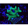 WYSIWYG Seriatopora caliendrum Electric Green