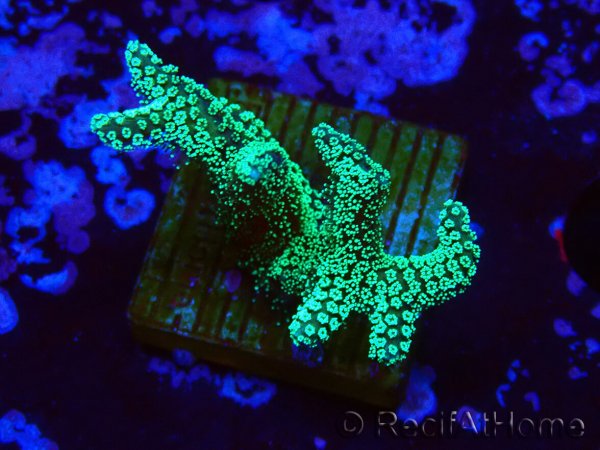 WYSIWYG Seriatopora caliendrum Electric Green