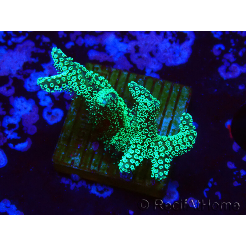 WYSIWYG Seriatopora caliendrum Electric Green