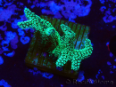 WYSIWYG Seriatopora caliendrum Electric Green