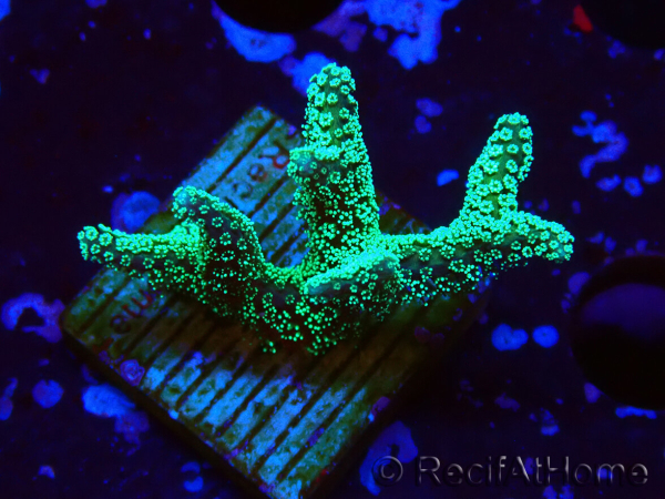 WYSIWYG Seriatopora caliendrum Electric Green
