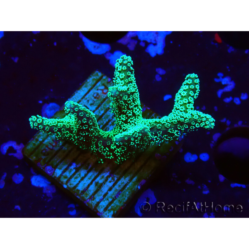 WYSIWYG Seriatopora caliendrum Electric Green 1L5