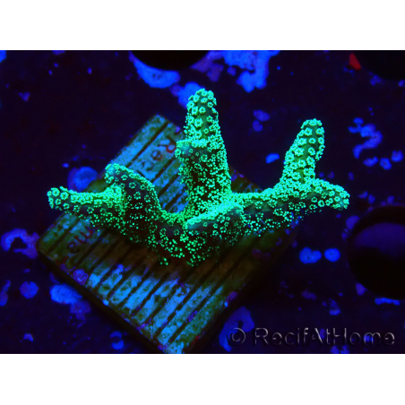 WYSIWYG Seriatopora caliendrum Electric Green