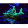 WYSIWYG Seriatopora caliendrum Electric Green