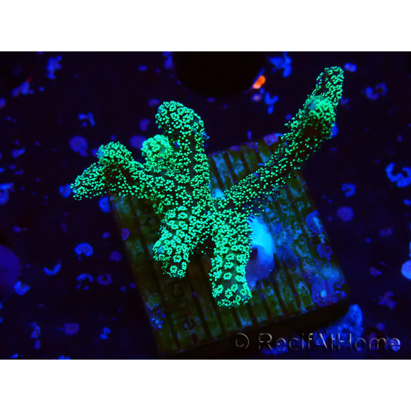 WYSIWYG Seriatopora caliendrum Electric Green
