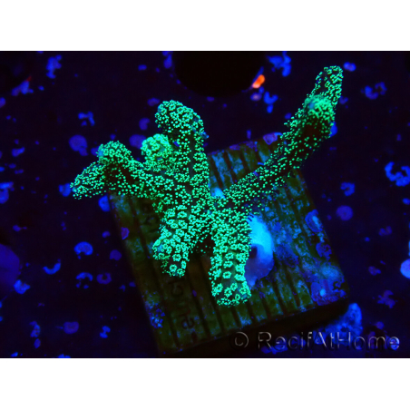WYSIWYG Seriatopora caliendrum Electric Green