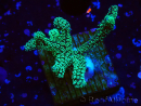 WYSIWYG Seriatopora caliendrum Electric Green 1L6