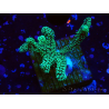 WYSIWYG Seriatopora caliendrum Electric Green