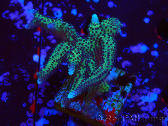 WYSIWYG Seriatopora caliendrum Pink