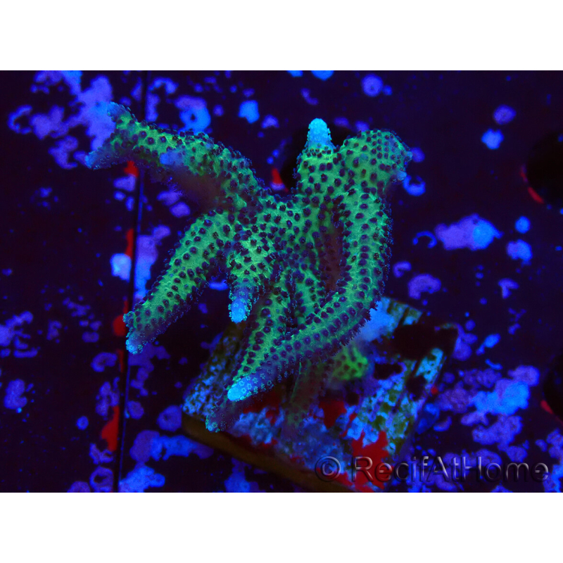 WYSIWYG Seriatopora caliendrum Pink