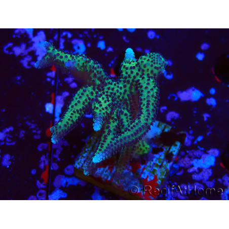 WYSIWYG Seriatopora caliendrum Pink 1M3