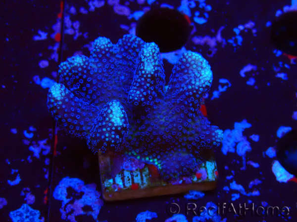 WYSIWYG Stylophora Purple Thin Branch