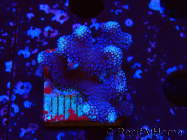 WYSIWYG Stylophora Rami Sottile Viola