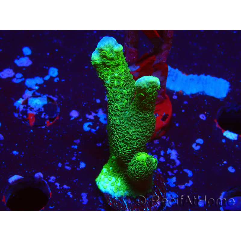 WYSIWYG- Montipora digitata vert