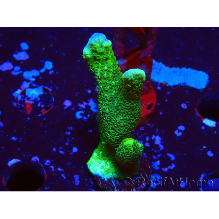 WYSIWYG - Green Montipora digitata