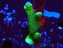WYSIWYG - Green Montipora digitata