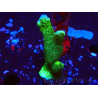 WYSIWYG - Green Montipora digitata