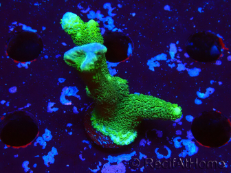 WYSIWYG- Montipora digitata vert 1N2