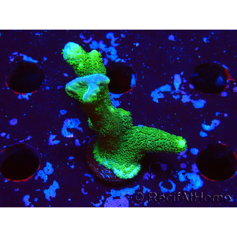WYSIWYG- Montipora digitata vert 1N2