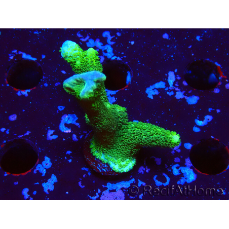WYSIWYG - Montipora digitata verde