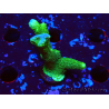 WYSIWYG - Montipora digitata verde