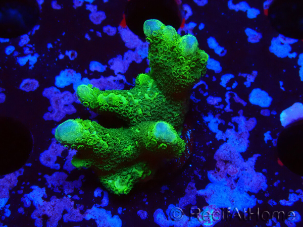 WYSIWYG - Montipora digitata verde