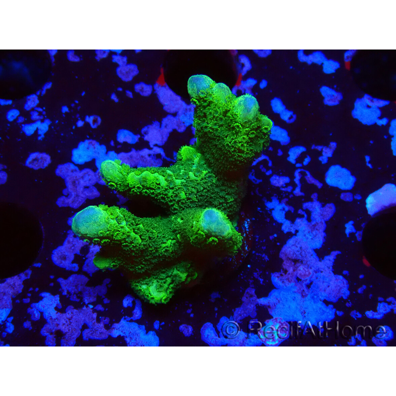 WYSIWYG - Green Montipora digitata