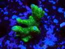 WYSIWYG - Montipora digitata grün