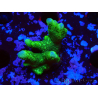 WYSIWYG - Montipora digitata grün