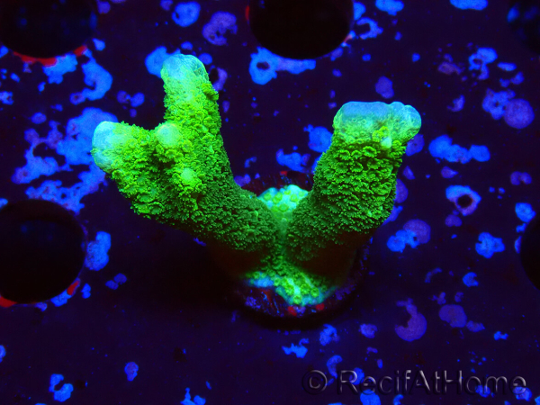 WYSIWYG- Montipora digitata grün