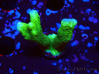 WYSIWYG - Montipora digitata verde