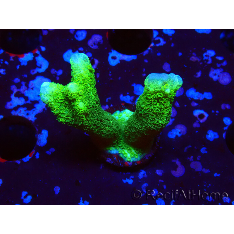 WYSIWYG - Green Montipora digitata