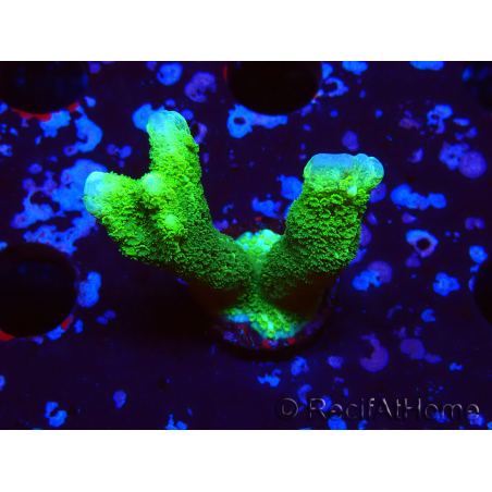 WYSIWYG- Montipora digitata vert