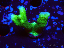 WYSIWYG- Montipora digitata grün