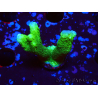 WYSIWYG- Montipora digitata vert