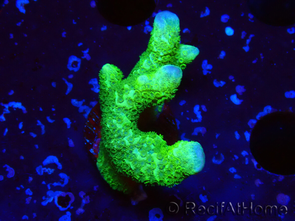 WYSIWYG- Montipora digitata vert