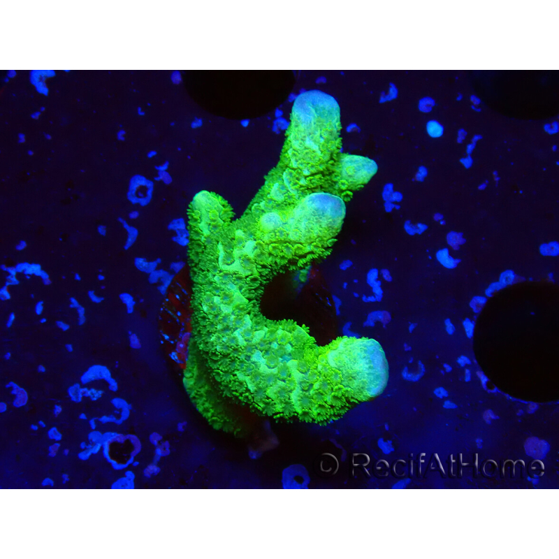 WYSIWYG- Montipora digitata vert