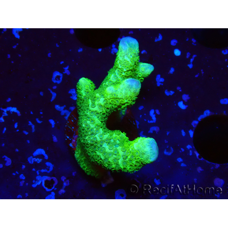 WYSIWYG- Montipora digitata vert