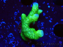 WYSIWYG- Montipora digitata grün
