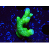 WYSIWYG - Montipora digitata verde