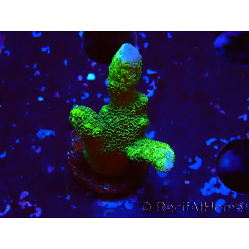 WYSIWYG - Montipora digitata grün