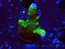 WYSIWYG - Montipora digitata verde