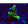WYSIWYG - Montipora digitata grün